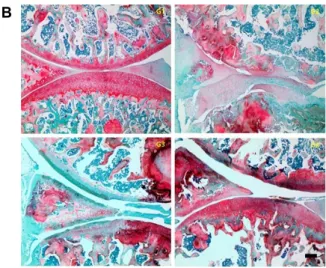 Fig. 3. Histological examination of the effect of FAAE on joints  in MIA-induced arthritis of rats