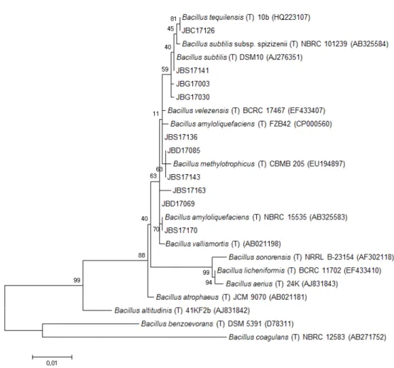 Fig. 3. Phylogenetic tree based on 16S rRNA gene sequence of selected strains. All sequences used here were from Bacillus type  strains