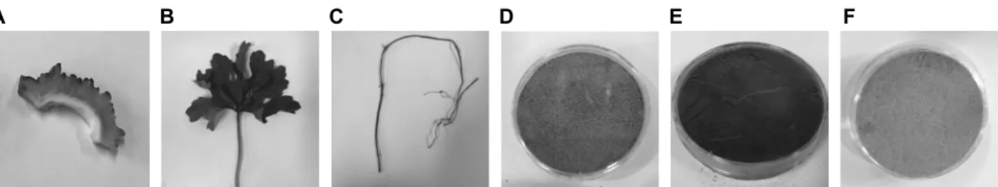 Table 1. Color value of powdered  bitter melon according to  different parts Part L* a* b* Fruit Leaf Stem  64.73±2.00 b1)51.36±0.31c68.76±0.13a   −4.08±0.04 a−10.53±0.18c  −5.88±0.16b 10.97±0.10 a10.13±0.36b10.49±0.49 ab