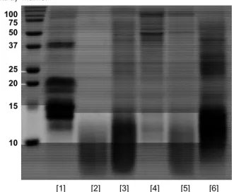 Fig. 1. Effect of five different proteases on SDS-PAGE profile  of  Allomyrina dichotoma larvae protein hydrolysates