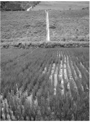 Fig. 7. Damaged rice field by acid drainage from a construction site.