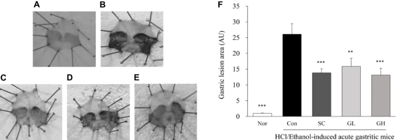 Fig. 1. Gross appearance of stomach tissues in HCl/ethanol-induced acute gastritic mice