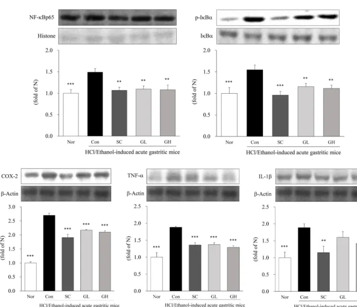 Fig. 4. Effect of GFE on inflammatory factors of stomach tissues in HCl/ethanol-induced acute gastritic mice