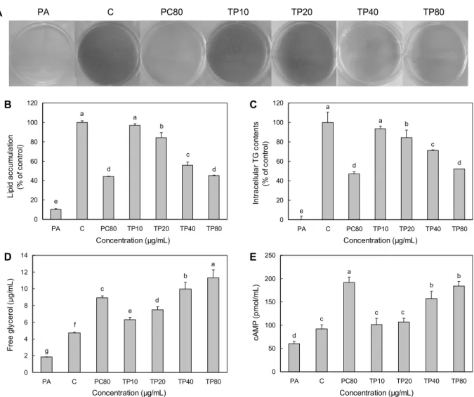 Fig. 2. Effects of TP on lipid accumulation, TG, glycerol release, and cAMP level in 3T3-L1 adipocytes