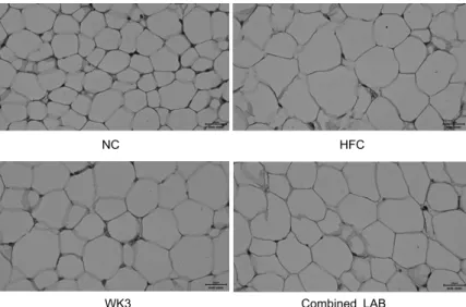 Fig. 2. Effects of lactic acid bacteria on size of  epididymal white adipose tissue in high fat diet-fed  C57BL/6J mice