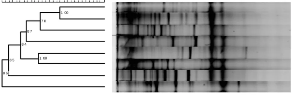 Figure 1. Jaccard coefficient clustering of normalized DGGE gels (all samples) 