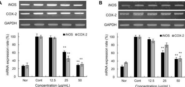 Fig. 4. iNOS and COX-2 mRNA suppression in LPS-stimulated RAW 264.7 cells of colored rice extracts
