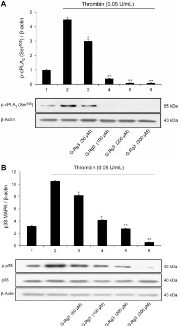 Fig. 5. Effects of G-Rg3 on arachidonic acid release. Arachidon- Arachidon-ic acid release was determined as described in ‘Materials and  Methods’ section