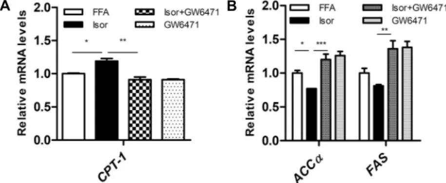 Fig. 3. Effect of PPARα antagonist on isorhamnetin action in hepatocytes. Hepa1c1c cells exposed to FFAs were treated with  or without isorhamnetin (10∼25  μM) for 24 h