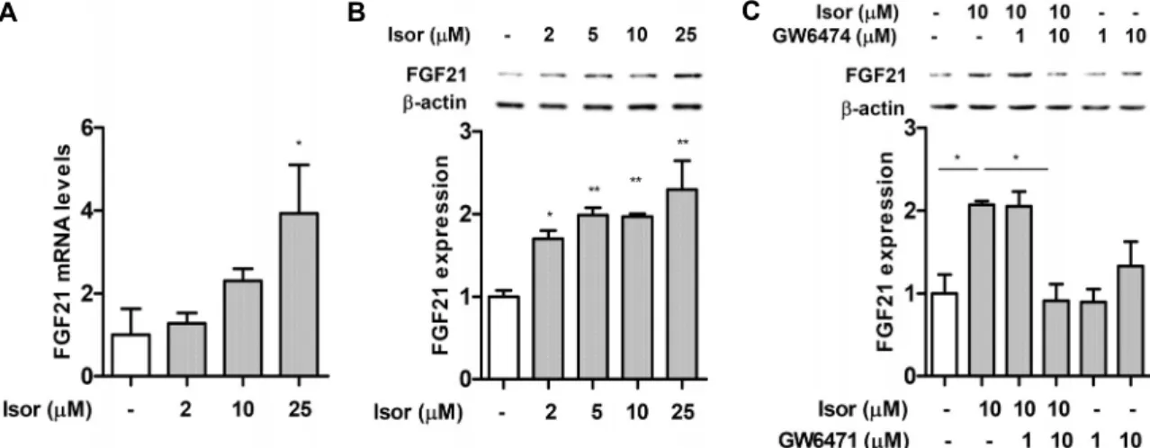 Fig. 4. Effect of isorhamnetin on FGF21 expression in hepatocytes. Hepa1c1c cells were incubated with various concentrations  of isorhamnetin for 16 h