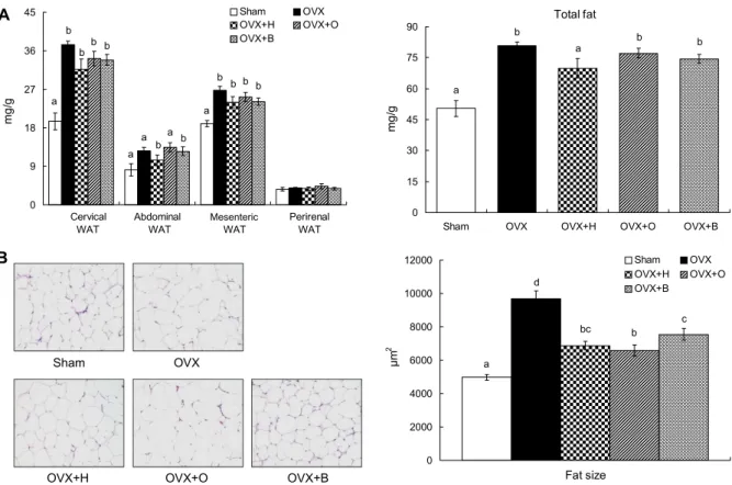 Fig. 3. Effects of herniarin, osthole and bergapten on visceral adipose tissue weight (A) and size of cervical white adipose tissue  (B) in ovariectomized mice