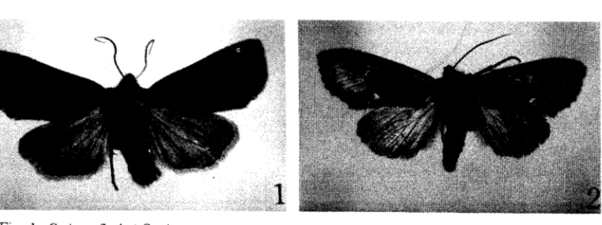 Fig.  2.  Meganepnria  deb “ is  Warnecke  (1) 
