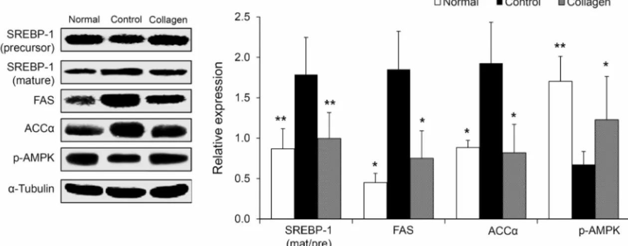 Fig. 2. Effect of skate skin collagen on hepatic protein expression related to fatty acid synthesis