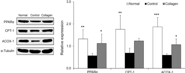 Fig. 4. Effect of skate skin collagen on hepatic protein expression related to fatty acid oxidation