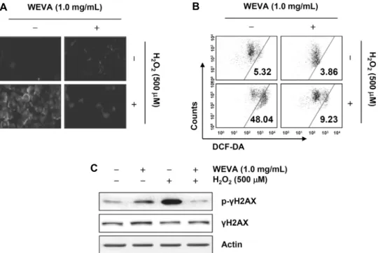 Fig. 5. Protection of H 2 O 2 -induced ROS generation and DNA damage by WEVA in HaCaT human keratinocytes