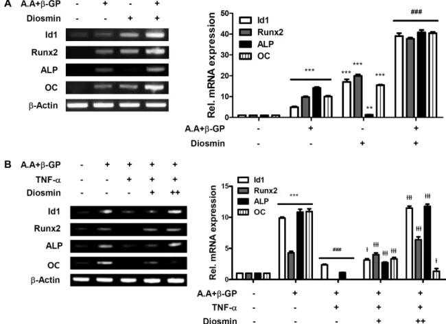 Fig. 3. Diosmin induces mRNA expression of osteoblast marker gene and recover TNF-α reduced osteoblast differentiation marker  gene expression