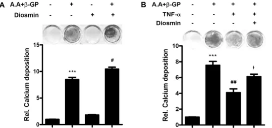 Fig. 4. Diosmin increases calcium deposition on MC3T3-E1. MC3T3-E1 cells were incubated with 50 μg/mL A.A, 5 mM β-GP,  10 ng/mL TNF-α, and 1 μM diosmin for 3 weeks