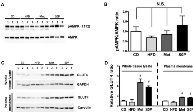 Fig. 2. Effects of FBS0P on AMPK phosphorylation and GLUT4 expression in gastrocnemius muscle of high fat diet induced-diabetic  mice