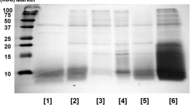 Fig. 1. Effect of five different proteases on SDS-PAGE profile of  Protaetia brevitarsis larvae protein hydrolysates