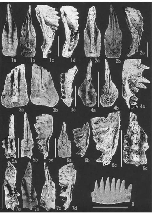 Fig. 12.  Late Triassic (late Carnian −