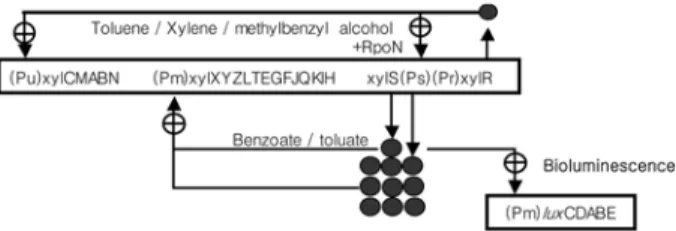 Fig. 1.  Regulation of TOL catabolic and recombinated P m - lux