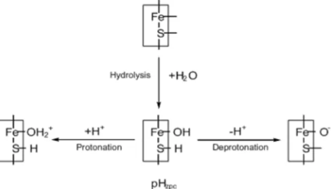 Fig. 4.  FeS surface hydrolysis and amphoteric reaction. Boxes represent the FeS surface.
