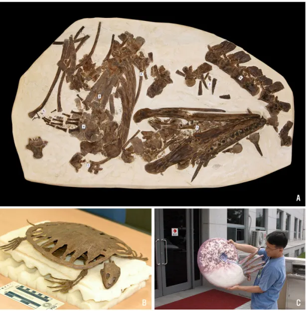 Fig. 2. New specimens for renovation. A, Mosasaur (Platecarpus coryphaeus, Niobrara Fm., Late Cretaceous, Kansas,  USA); B, Turtle (Toxochelys - replica, Late Cretaceous, Kansas, USA); C, Ammonite (Placenticeras meeki -  re-constructed model, Pierre Shale,