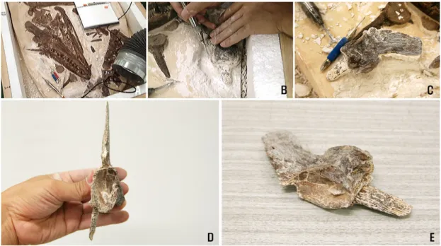 Fig. 8. Preparation of the original specimen, Platecarpus coryphaeus. A-C, Removing of a dorsal vertebra; D-E,  Completely removed dorsal vertebra.