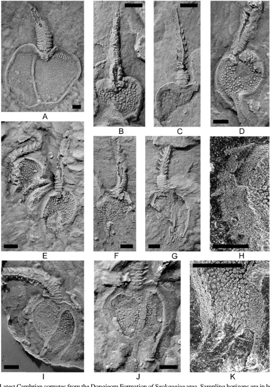 Fig. 6. Latest Cambrian cornutes from the Dongjeom Formation of Seokgaejae area. Sampling horizons are in brackets