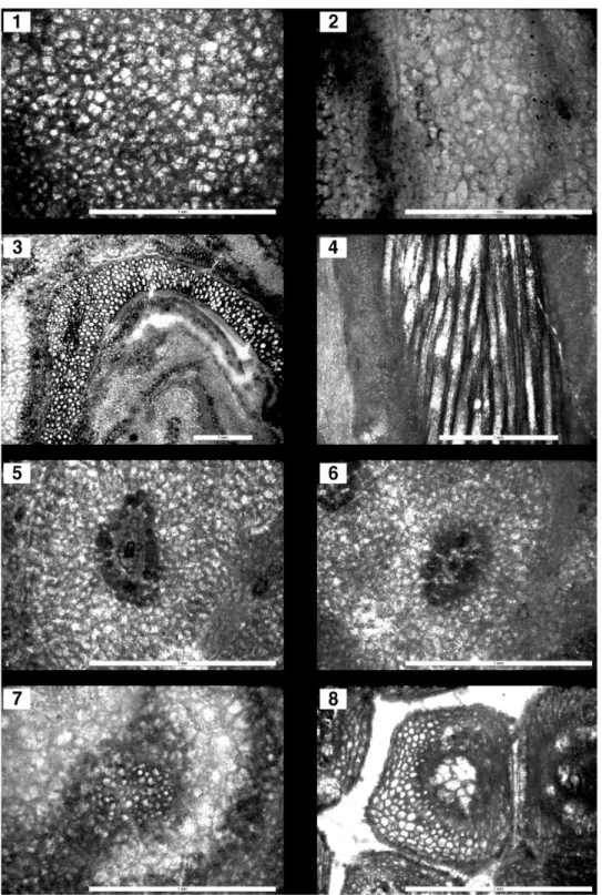 Fig. 7. Anatomical features of Cyathocaulis sp. (KPE P001).  1, The cross section of pith, the cell is showing the shape  of oval or angular circle; 2, The vertical section of pith, the cell is the shape of oval or angular circle, therefore, the cell  cons
