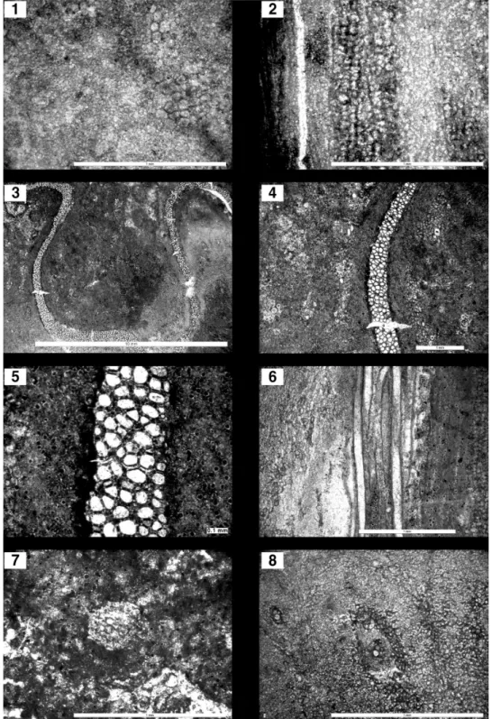 Fig. 9. Anatomical features of Cyathocaulis sp. (KPE P004). 1, The cross section of pith, bad  in preservation, oval or  angular circle on the right and upper side; 2, The vertical section of pith, cell showing the shape of oval or polygon; 3,  4, 5, The c