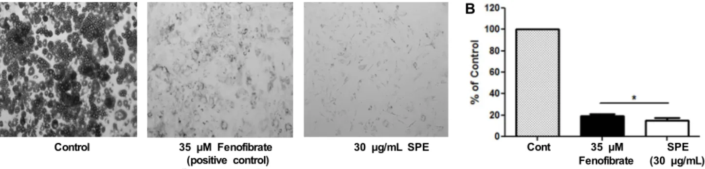 Fig. 2. Effect of SPE (Salvia plebeia R. Br. ethanol extract) on Oil Red O staining and triglyceride contents in differentiated 3T3-L1  adipocytes