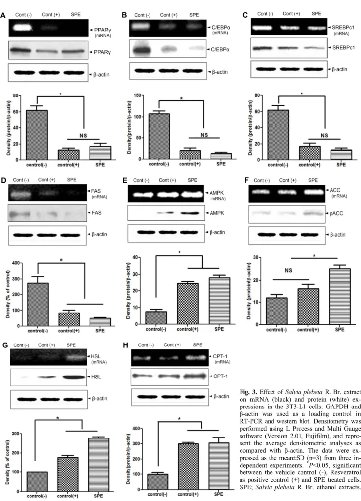 Fig. 3. Effect of Salvia plebeia R. Br. extract  on mRNA (black) and protein (white)  ex-pressions in the 3T3-L1 cells