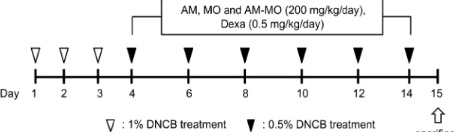 Fig. 1. Experimental protocol. AM, Aronia melanocarpa extract; MO, Moringa oleifera seed extract.