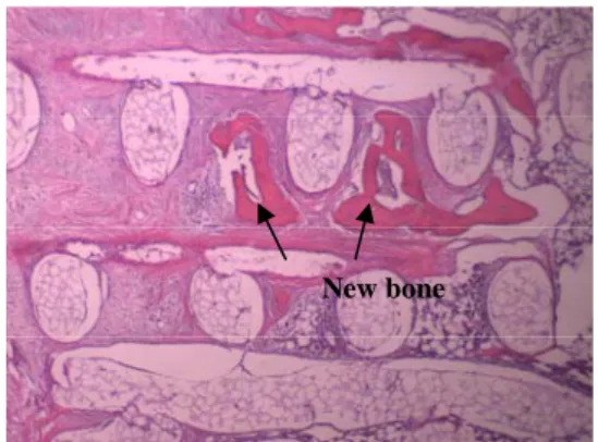 Fig. 4. Subcutaneous implantation of n-HA/PCL  scaffolds in rats for 4 weeks. 