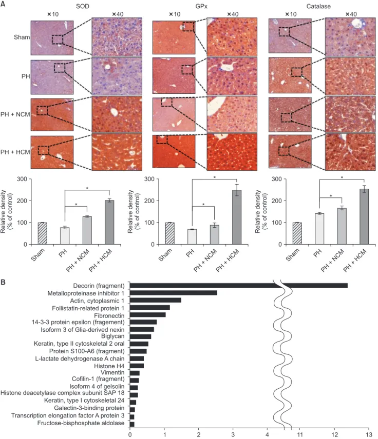 Fig. 4. Immunohistochemical stains of the liver specimens of 70% partially hepatectomized mice