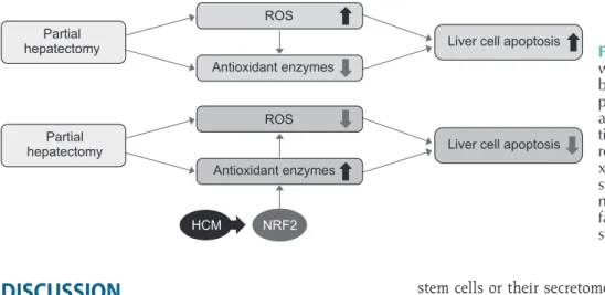 Fig. 5. Proposed mechanisms by  which HCM reduces liver injury  by upregulating the expression of  proteins with higher antioxidant  activities