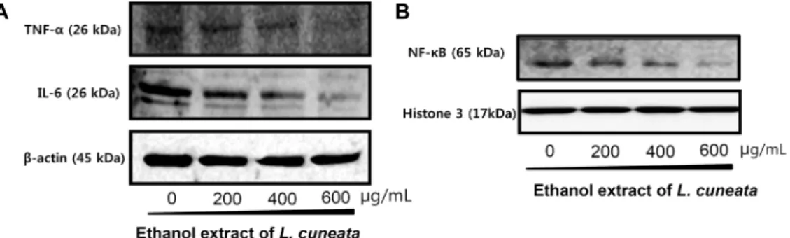 Fig. 2. Effect of L. cuneata ethanol extraction the expression anti-tumor-related proteins HT-29 cells