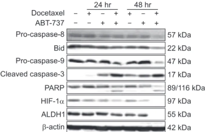 Fig. 5. Expression of apoptosis related molecules by Western  blot. MDA-MB-231 cells were treated with 10 nM docetaxel,  1  μM ABT-737, or combination of the two drugs for 24  hours and 48 hours