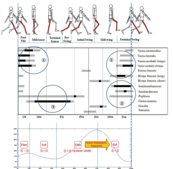 Fig. 6  Phasic pattern of the electromyographic (EMG) activity of the muscle and the angular displacement of the knee  during level walking by healthy adults