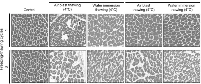 Fig. 2. Light microscope images of transverse sections of Hanwoo bottom round treated with different freezing and thawing conditions.