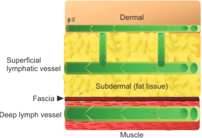 Fig. 5. Schematic diagram demonstrates lymphatic system  across different layers, including dermal, subdermal, fascia,  and muscle.