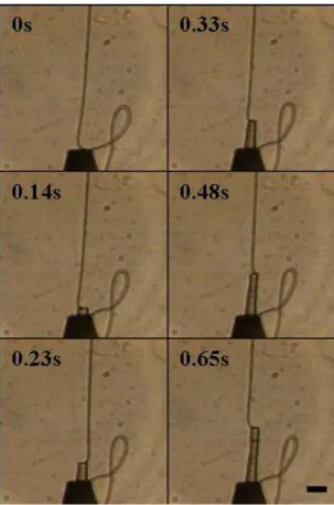 Fig. 3 Coiling up of electrospun polymer jet. 