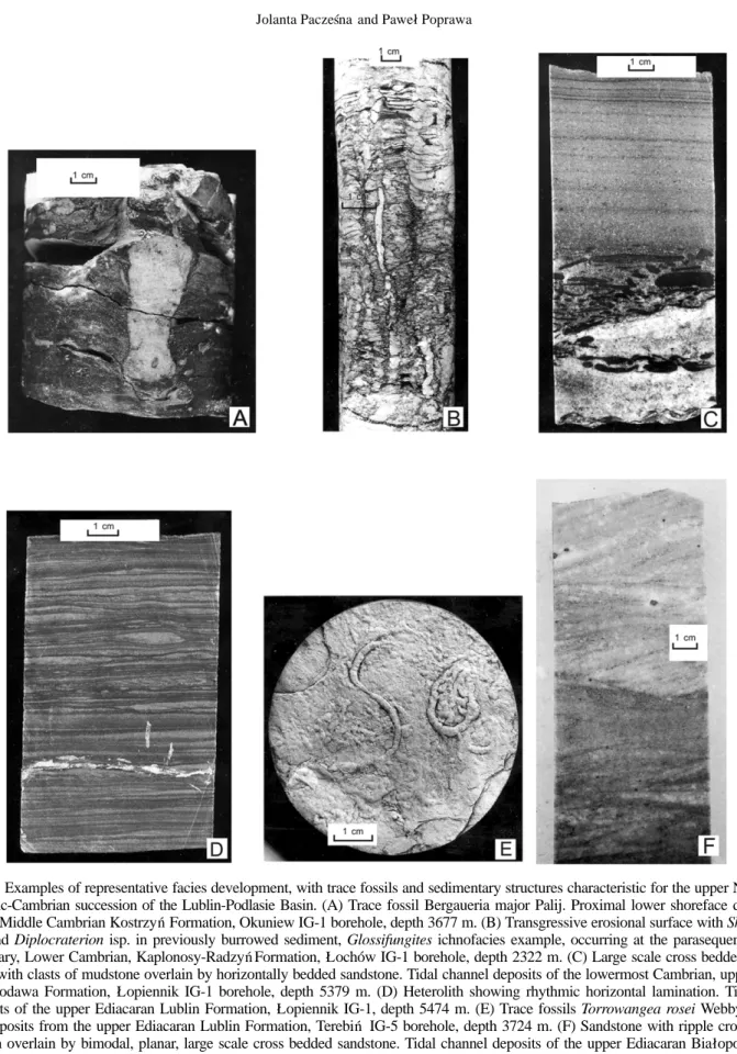Fig. 7. Examples of representative facies development, with trace fossils and sedimentary structures characteristic for the upper Neopro- Neopro-terozoic-Cambrian succession of the Lublin-Podlasie Basin