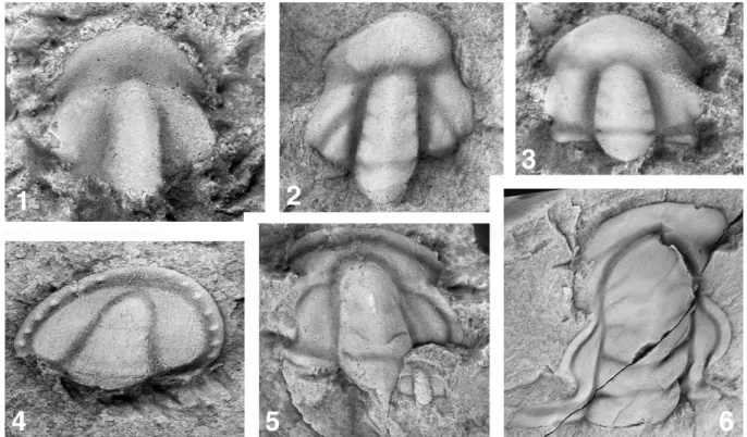 Fig. 6. Trilobites of the STH band. Examples from Western Gondwana (1–3, 5, 6 from Morocco, 4 from Germany)