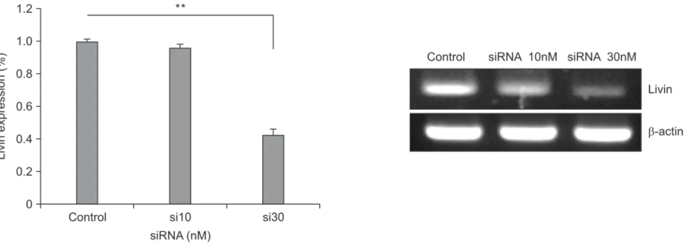 Fig. 1. Silencing of  livin gene expression after siRNA transfection. Livin gene expression was effectively suppressed after trans­