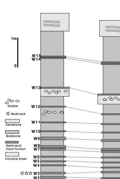 Fig. 4. Stratigraphical correlation between east and west coast of Hanchi. 적으로 산출되기 때문에 한치 마을 양안의 층서대비에 중요한 열쇠층(key beds) 구실을 할 수 있으며, 지질학의 교과서에서나 볼 수 있는 아주 충실한 대비의 결과를 볼 수 있다