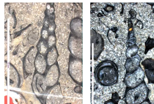 Fig. 7. Outer surface and thin section of the three gastropod fossils, occurring in  the Gyeongsang Supergroup.