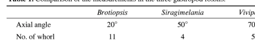 Table 1. Comparison of the measurements in the three gastropod fossils.