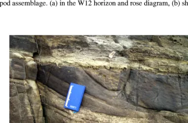 Fig. 12. Cross bedding structure observed in the west coast of Hanchi.